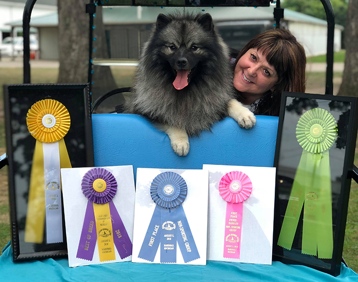 Trace is now a Grand Champion and had a day of a lifetime! He won the Great Lakes Keeshond Club of Michigan Specialty (BISS) and then went on to when the Group and Reserve Best In Show (RBIS)! We could not be more excited about this young dog! Along the way Trace has also picked up two Owner Handler Best In Shows and three Owner Handler Reserve Best In Shows.